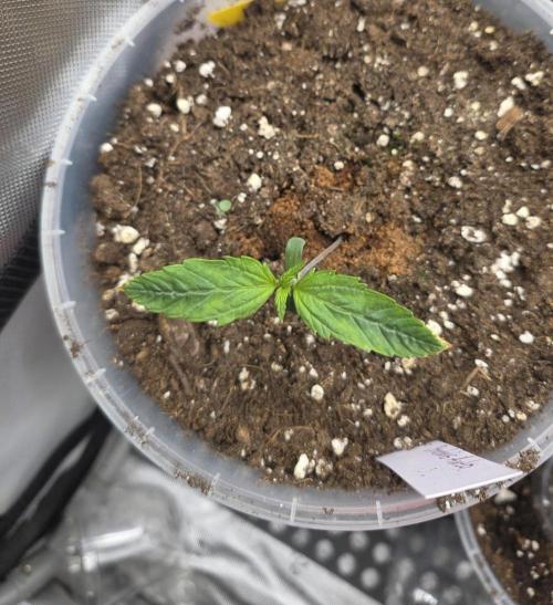 2nd Try Outdoor - Brutalis Auto. Week 2 - Day 10