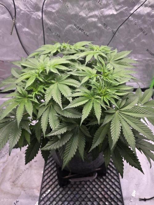 Orange Creampop. Week 7
