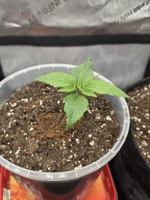 Killer Haze Auto - Outdoor. Week 2 - Day 11