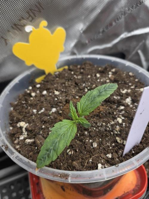 2nd Try Outdoor - Brutalis Auto. Week 2 - Day 11