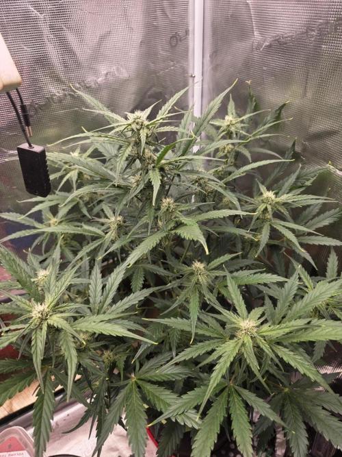 Amnesia Bilbo Auto. Week 7
