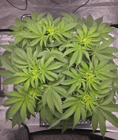 Orange Creampop. Week 7