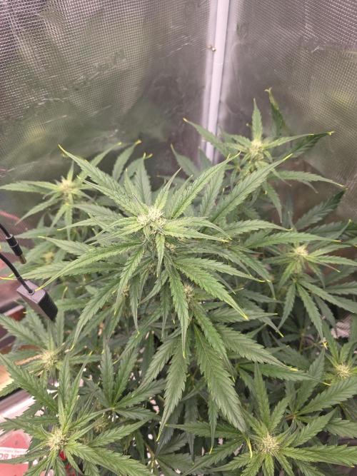 Amnesia Bilbo Auto. Week 7