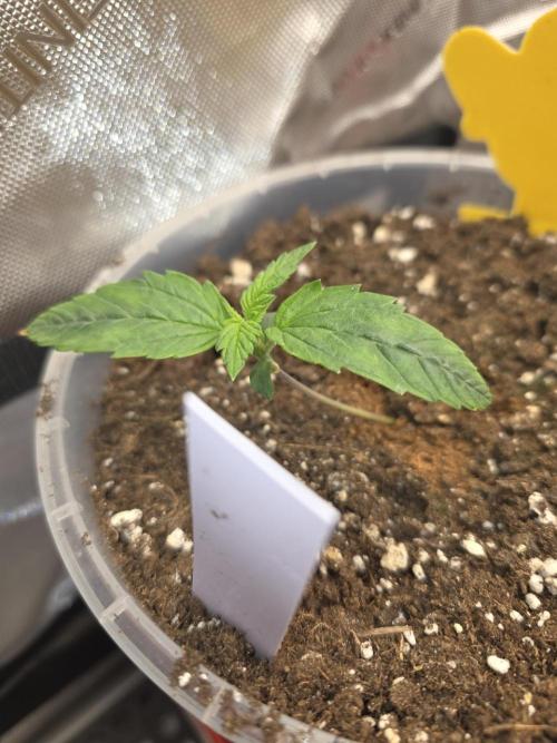2nd Try Outdoor - Brutalis Auto. Week 2 - Day 12