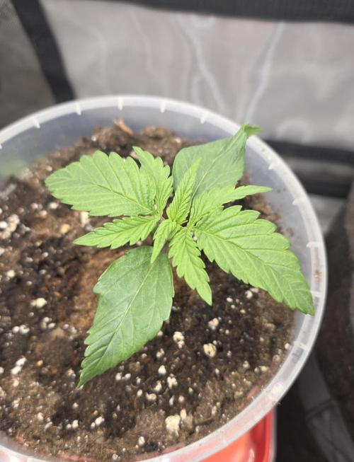 Killer Haze Auto - Outdoor. Week 2 - Day 12