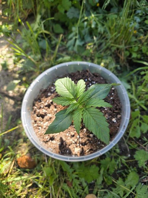 Killer Haze Auto - Outdoor. Week 2 - Day 13 Training