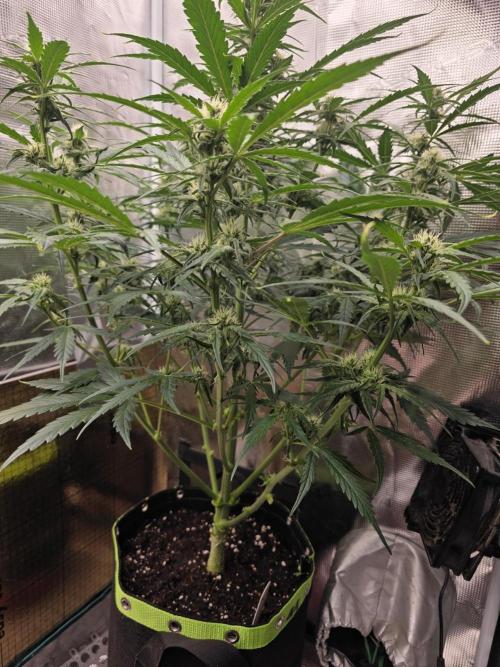 Amnesia Bilbo Auto. Week 7