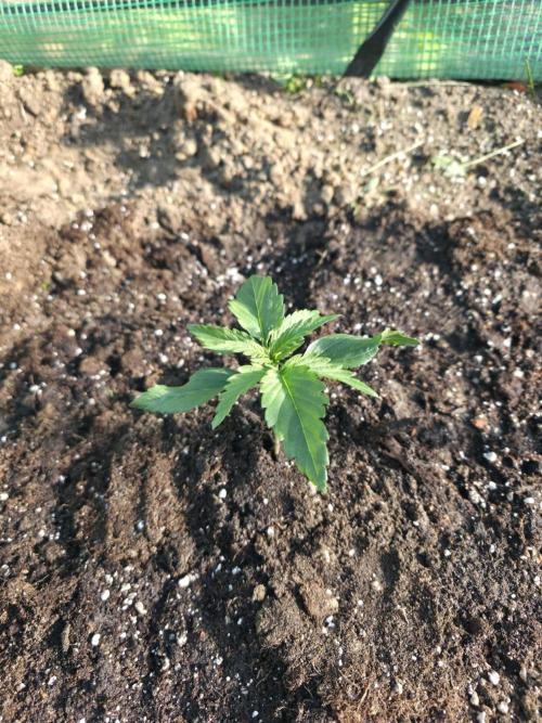 Killer Haze Auto - Outdoor. Week 2 - Day 13