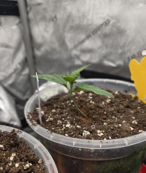 2nd Try Outdoor - Brutalis Auto. Week 2 - Day 13