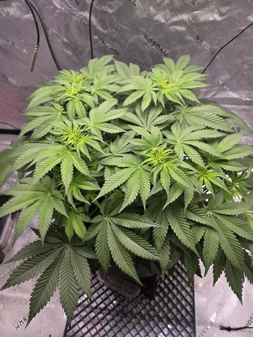 Orange Creampop - HSC. Week 7 - Day 47