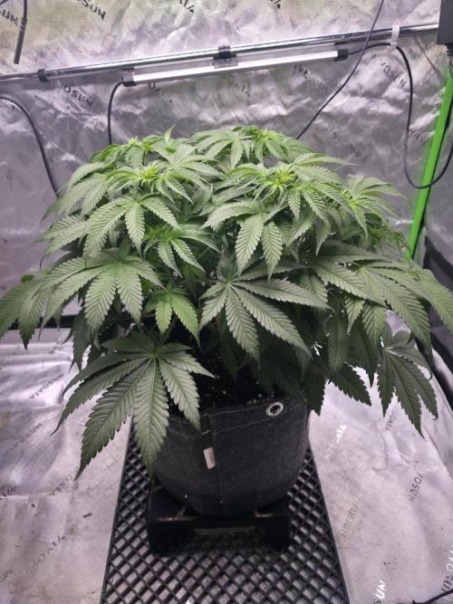Orange Creampop. Week 7