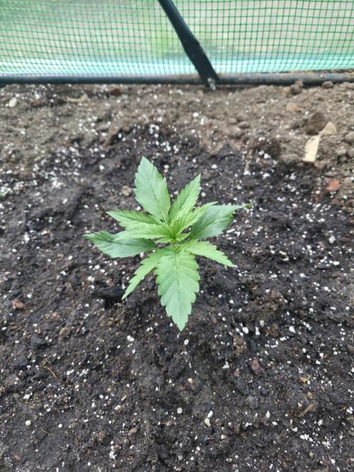 Killer Haze Auto - Outdoor. Week 2 - Day 14