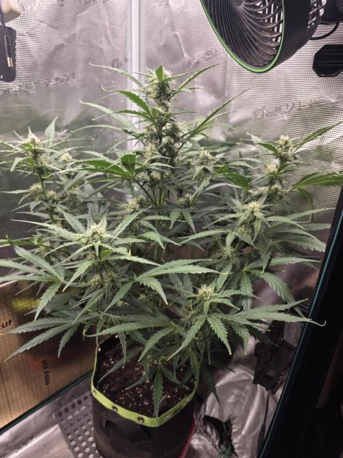 Amnesia Bilbo Auto. Week 7