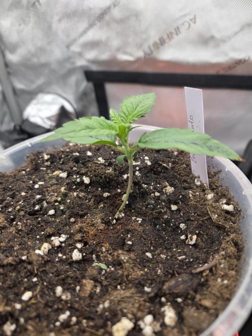 2nd Try Outdoor - Brutalis Auto. Week 2 - Day 14
