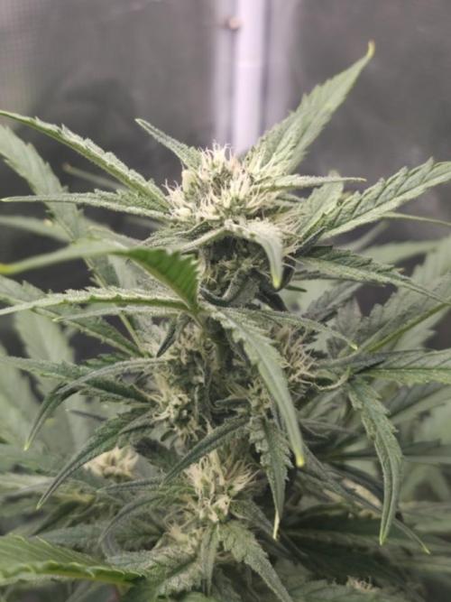 Amnesia Bilbo Auto. Week 7