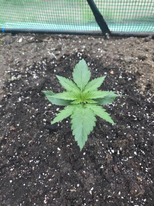 Killer Haze Auto - Outdoor. Week 3 - Day 15