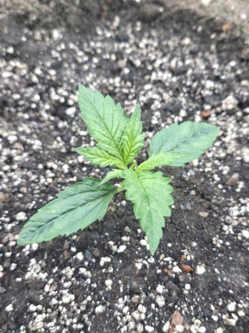 2nd Try Outdoor - Brutalis Auto. Week 3 - Day 15