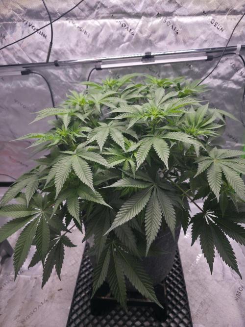 Orange Creampop - HSC. Week 8 - Day 50