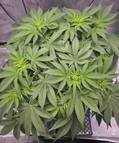 Orange Creampop - HSC. Week 8 - Day 50