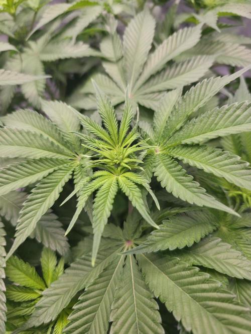 Orange Creampop - HSC. Week 8 - Day 50