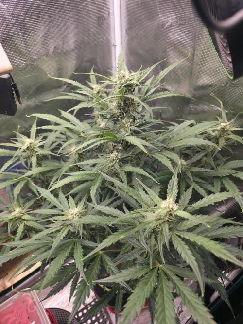 Amnesia Bilbo Auto - Genehtik. Week 8 - Day 50