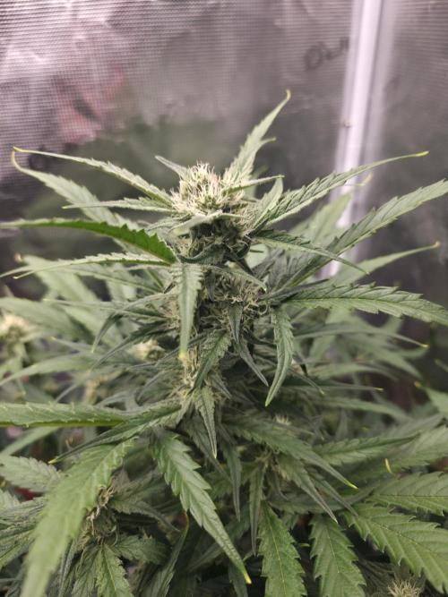 Amnesia Bilbo Auto - Genehtik. Week 8 - Day 50