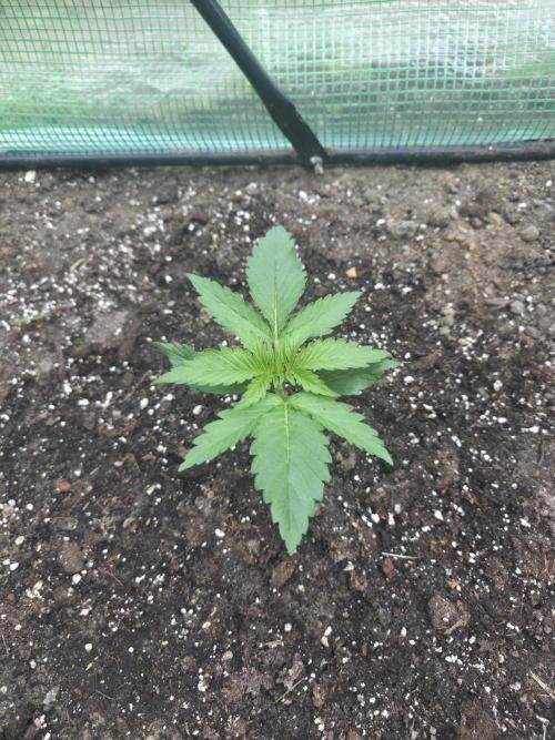 Killer Haze Auto - Outdoor. Week 3 - Day 16