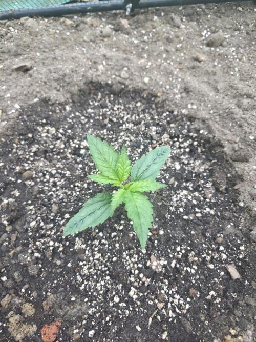 2nd Try Outdoor - Brutalis Auto. Week 3 - Day 16