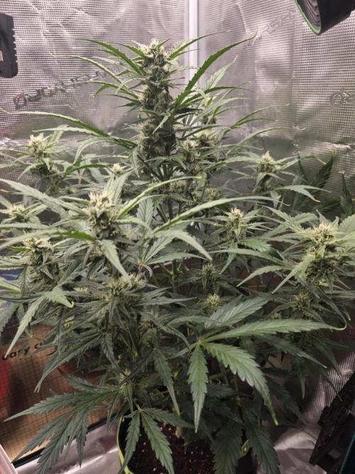 Amnesia Bilbo Auto - Genehtik. Week 8 - Day 51