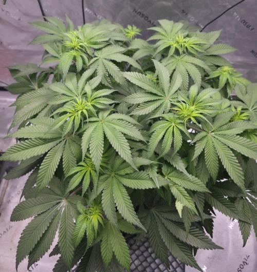 Orange Creampop - HSC. Week 8 - Day 51