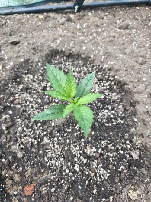 2nd Try Outdoor - Brutalis Auto. Week 3 - Day 17