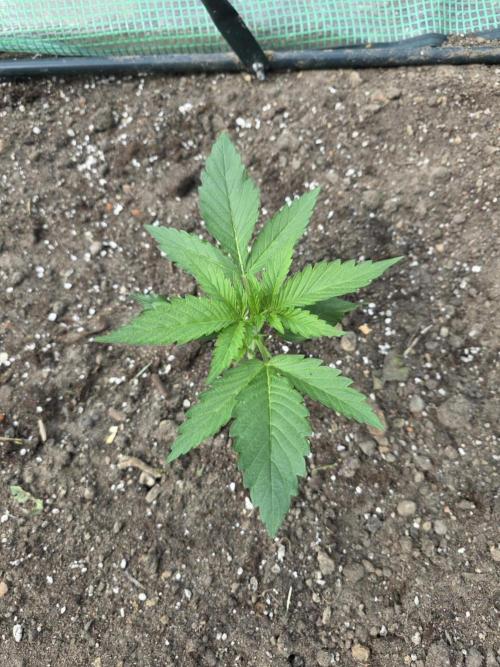 Killer Haze Auto - Outdoor. Week 3 - Day 17