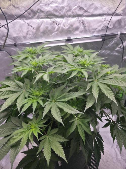 Orange Creampop - HSC. Week 8 - Day 52
