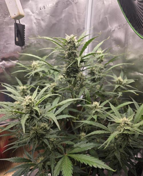 Amnesia Bilbo Auto - Genehtik. Week 8 - Day 52