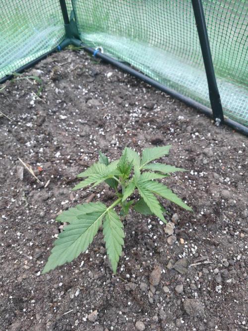 Killer Haze Auto - Outdoor. Week 3 - Day 18