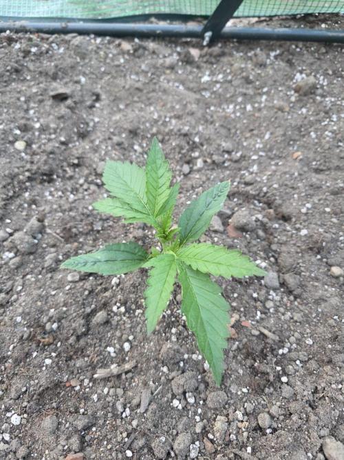 2nd Try Outdoor - Brutalis Auto. Week 3 - Day 18
