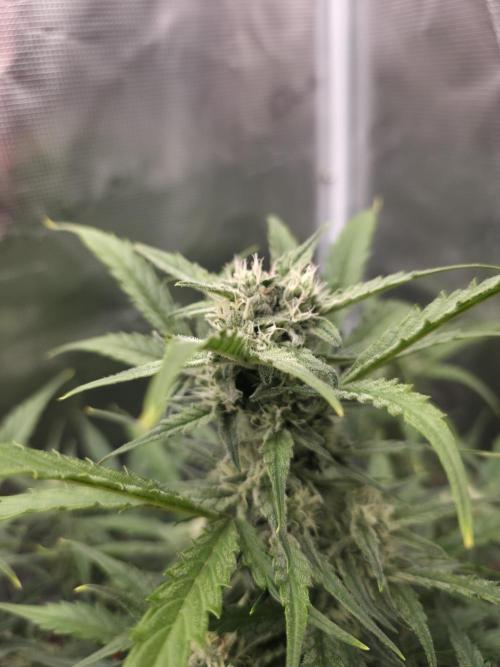 Amnesia Bilbo Auto - Genehtik. Week 8 - Day 53