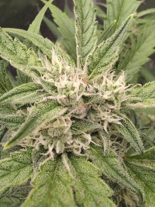 Amnesia Bilbo Auto - Genehtik. Week 8 - Day 53