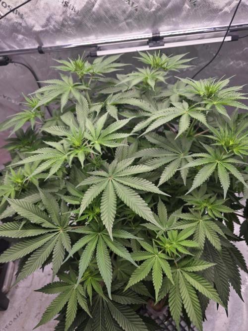 Orange Creampop - HSC. Week 8 - Day 53