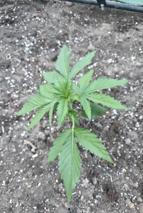 Killer Haze Auto - Outdoor. Week 3 - Day 19