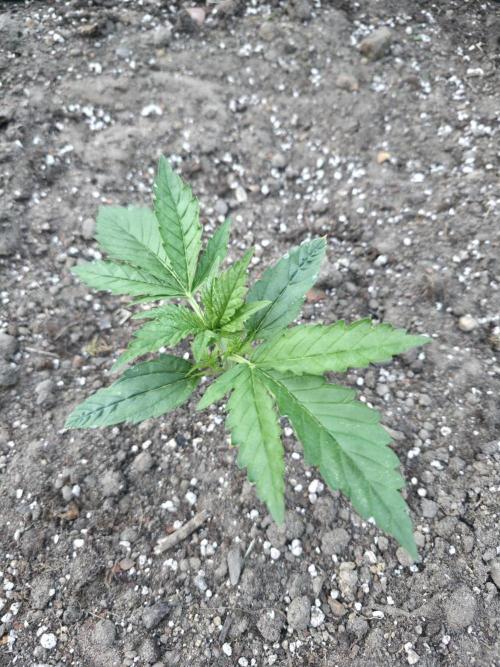 2nd Try Outdoor - Brutalis Auto. Week 3 - Day 19