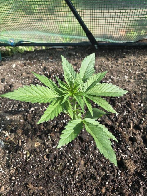 Brutalis Auto. Week 3