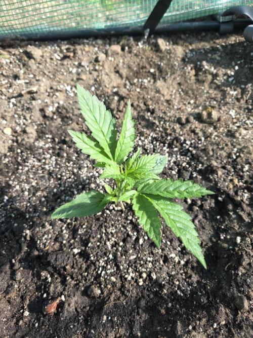 2nd Try Outdoor - Brutalis Auto. Week 3 - Day 20 morning