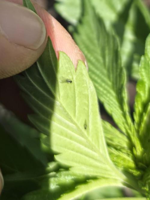 Killer Haze Auto - Outdoor. Week 3 - winged aphids