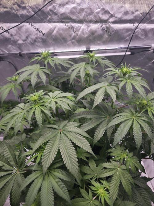 Orange Creampop - HSC. Week 8 - Day 54