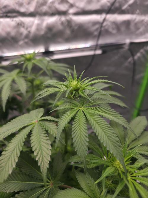 Orange Creampop - HSC. Week 8 - Day 54