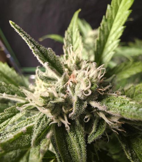 Amnesia Bilbo Auto - Genehtik. Week 8 - Day 54