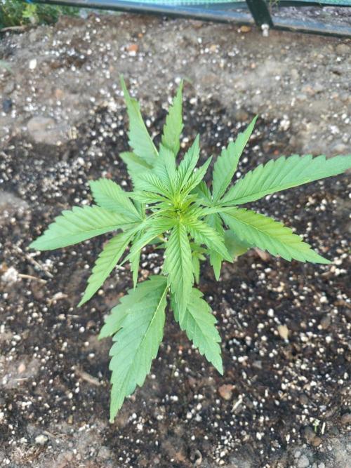 Killer Haze Auto - Outdoor. Week 3 - Day 20 evening