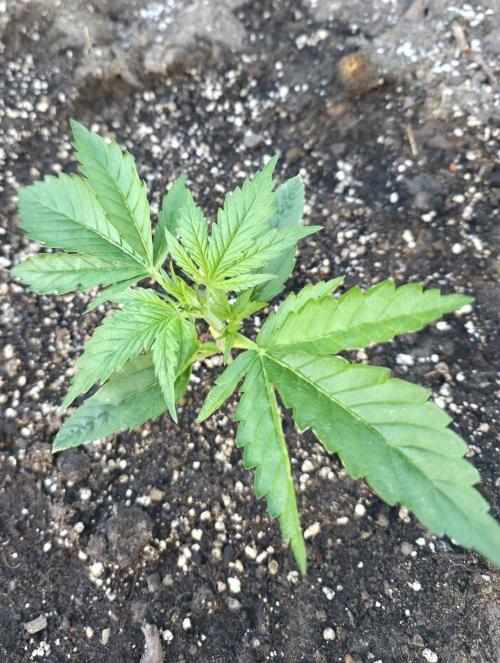 2nd Try Outdoor - Brutalis Auto. Week 3 - Day 20 evening