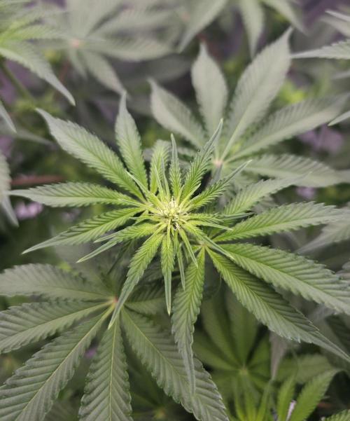 Orange Creampop - HSC. Week 8 - Day 55